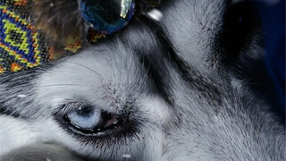 If you're part of the wolf clan, you should act like one.