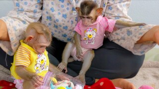 How smart they are! Tiny Toto & Yaya trying to use their intelligence to get the jelly cake from Mom