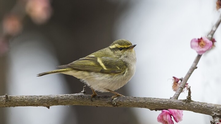[Willow Warbler] I hear some naive folks want to tell willow warblers apart?