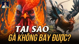 TẠI SAO GÀ CÓ CÁNH NHƯNG... KHÔNG THỂ BAY?