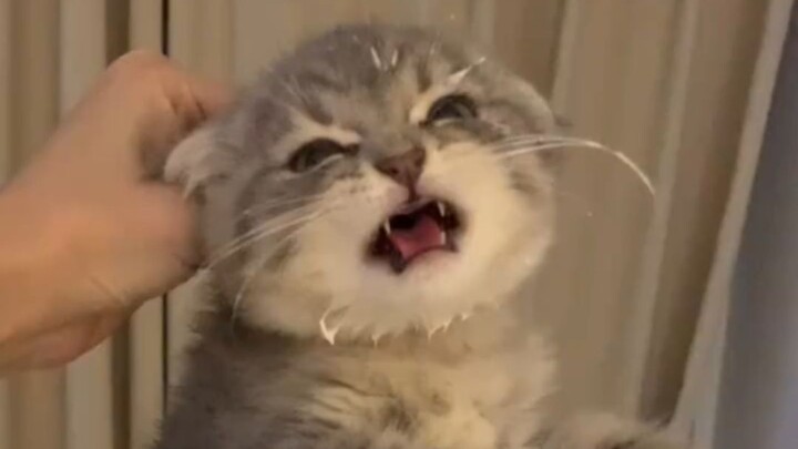 القط: اللعنة! لقد سيطرت عليّ مرة أخرى!