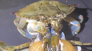 论螃蟹的自我进化（脱壳）