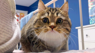 全自动抽帧猫猫鲶
