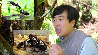 [Chen Rui] Tôi đã trèo 100 cái cây và đào 100 cái hố, cuối cùng cũng tìm được thú cưng của Nobita! !