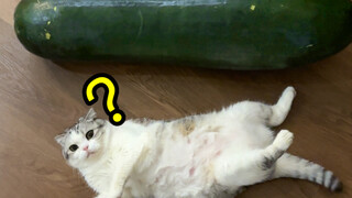 Two cats fought over a winter melon