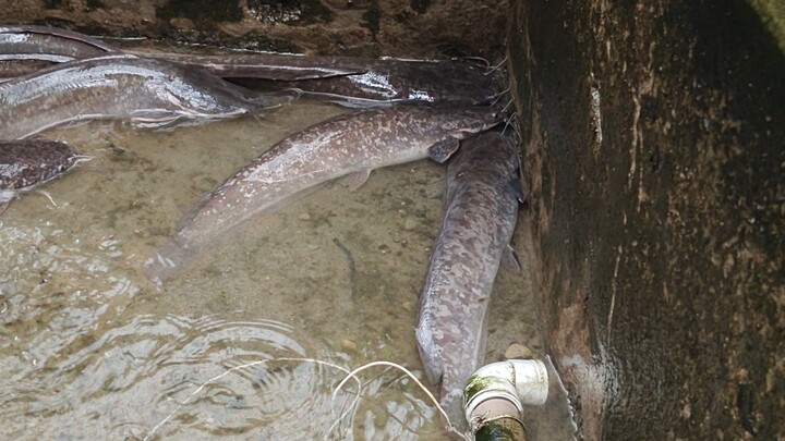 mengantikan air kolam yang kotor