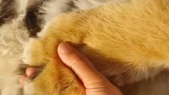 Bayi tujuh bulan, beratnya lebih dari 40 kg—coba tebak masih bisa main sampai kapan!