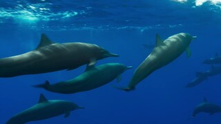 [Tập 1 - Thuyết Minh] Đại dương sâu thẳm 2 - Blue Planet 2 E01