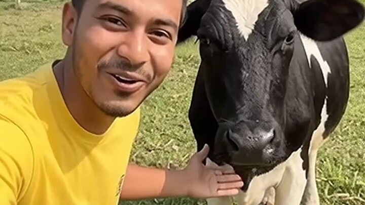 viral cow in 2206🙀#cow