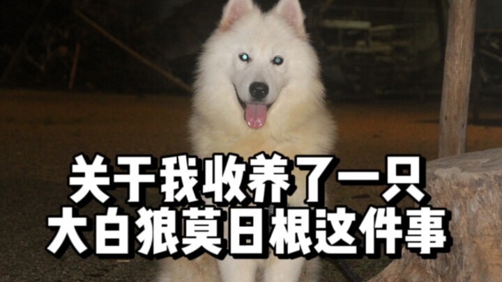 قبل أسبوعين تبنّيت ذئبًا رماديًّا كان مربوطًا في مكبّ النفايات.