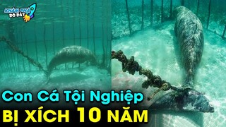 ✈️ Giải Mã 8 Bí Ẩn Kinh Ngạc Dưới Đáy Đại Dương Mà Có Thể Bạn Chưa Biết | Khám Phá Đó Đây