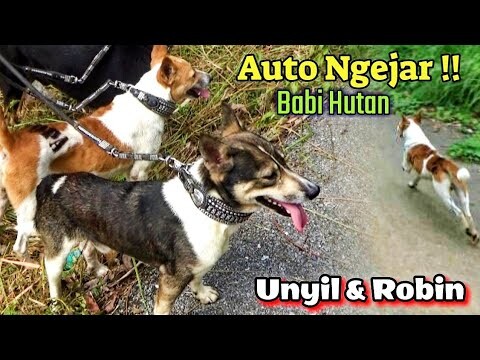 Perdana Anjing Baru Dilepas Di Hutan !! Langsung Ketemu & Mengejar Babi Hutan 🐖🐖 #Asopa Team