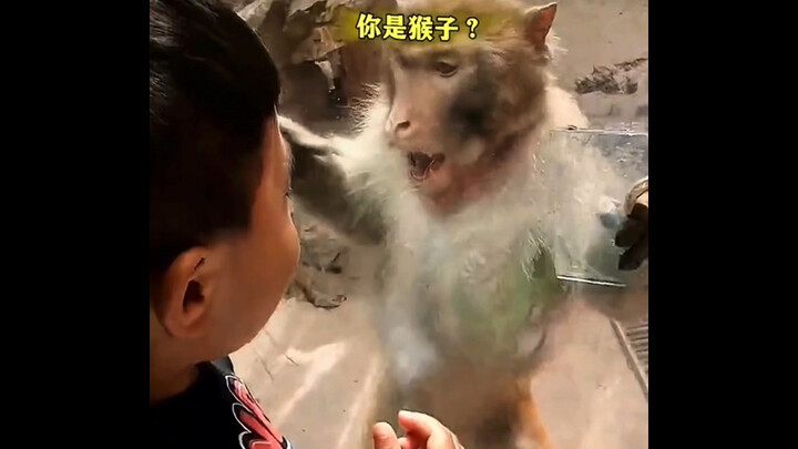 “Animals’ Awkward, Speechless Moments”