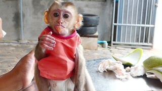 Adorable Baby Monkey Maki Eats grapefruit With Mom Very Funny