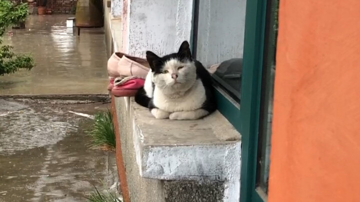 Kucing: Aku bisa mengerti bahasa manusia, tapi manusia tidak bisa mengerti bahasaku. Jelas sekali be