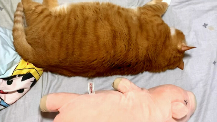 20圆的猫没好货