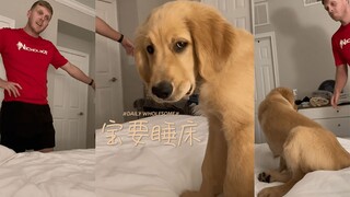 😚狗狗好!!  😤铲屎官坏!!!