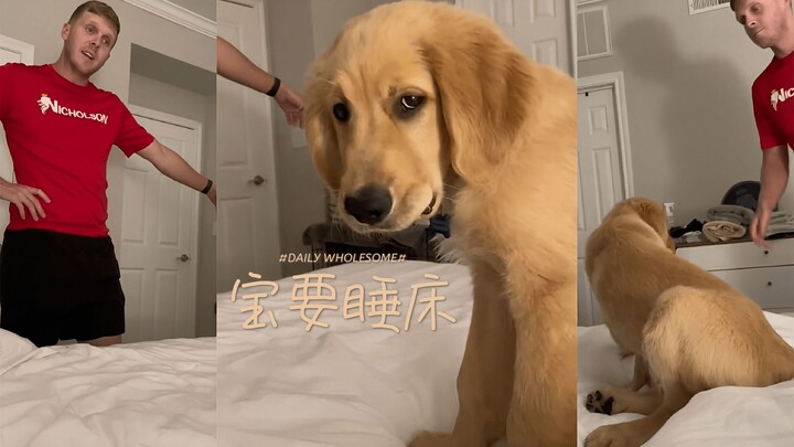 😚 Halo anjing!! 😤 Tuan yang jahat!!!