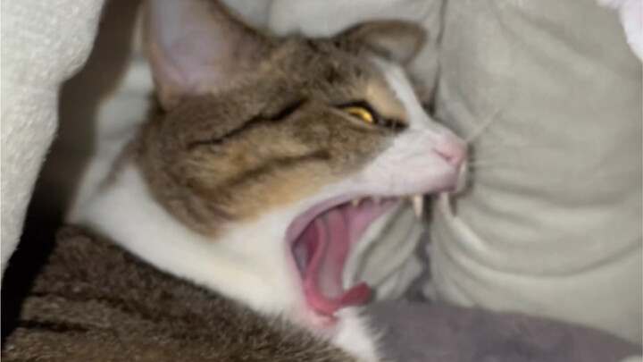 At 3:30 in the morning, after waking the cat up…