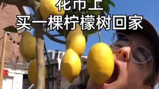 Membeli seekor pohon lemon di pasar bunga untuk dibawa pulang