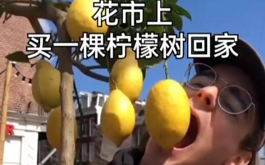 اشترِ شجرة ليمون من سوق الزهور وخذها إلى المنزل