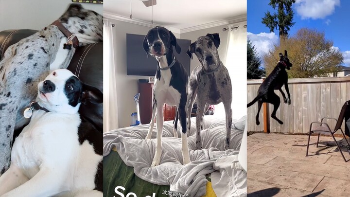 Want to know more about Big Dog? It will definitely make your life more fun.