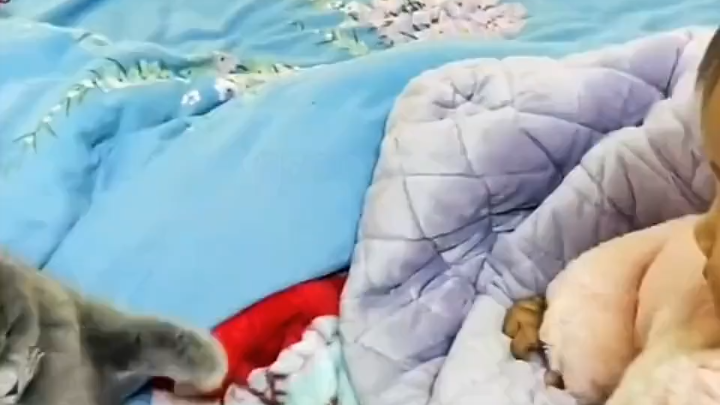 委屈的喵喵～