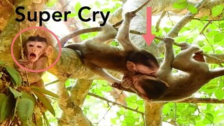 So Adorable Baby Monkey Super Cry, Baby Monkey Play Nearly Fall Down