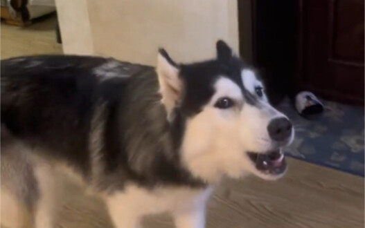 In the dog's world, there's only you.