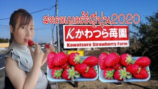 สตอเบอร์รี่ญี่ปุ่น2020 #สตรอเบอร์รี่ญี่ปุ่น ลูกโตๆ หวานฉ่ำ|かわつら苺園 #Kawatsura Strawberry Farm