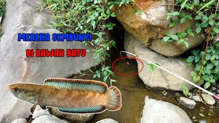 Mancing Ikan Channa Limbata yang MEMBAHANA!!