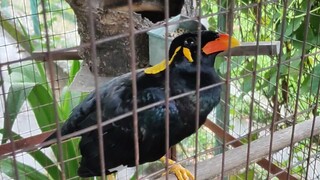 burung tiong mas (beo) mcm2 die cakap