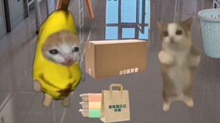 Banana Cat's Condition at the Beginning vs. End of the Month