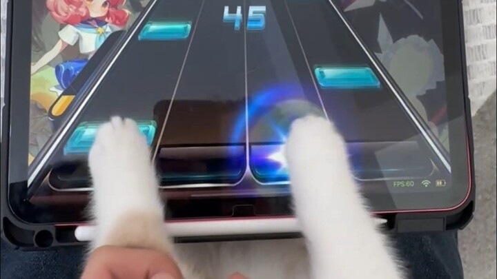 Kucing: Benar-benar permainan yang menguras keringat!