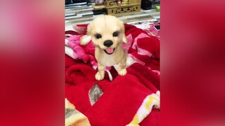 Mới sắm cưng qá trchó_cưng chócute