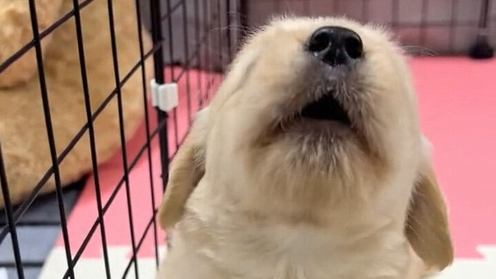 No one can resist a little puppy!