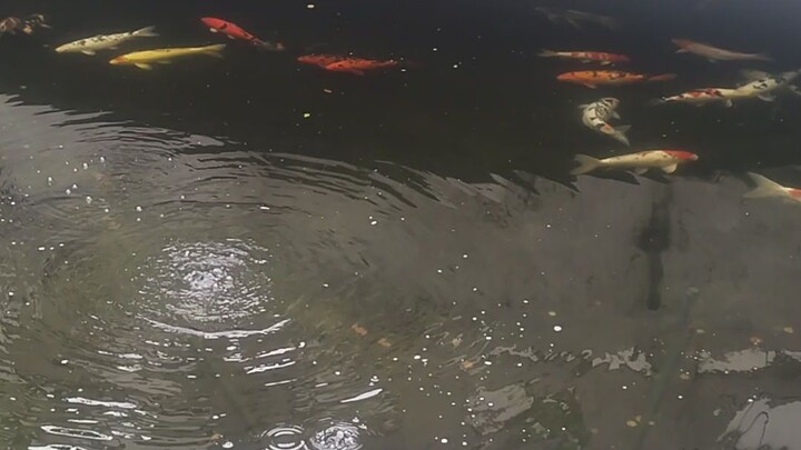 dalawang isda lang dumami na sa isang taon.. ang lalaki na