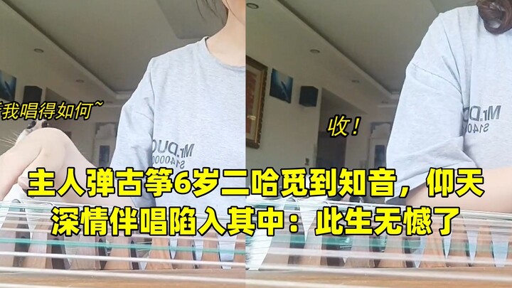 Its owner plays the guzheng, and the 6-year-old husky finally finds a kindred spirit, tilting its he