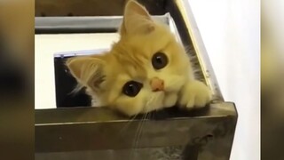 Kucing: Apakah kamu merindukanku?