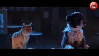 CƯỜI TÉ GHẾ Với 3 Con Mèo KHẮM BỰA Hài Hước Nhất - TOP 3 Best Cat Movies