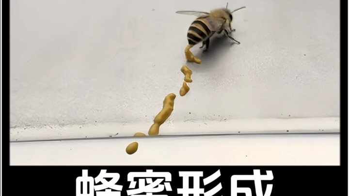 Con ong vừa đi vừa đái có phải là mật ong không?