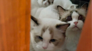 不敢开門、开了我就没床睡了