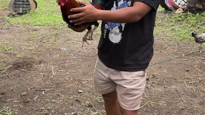 5 months vs 7 months 🐓