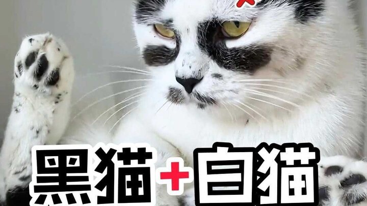 Can cats of these two colors really produce a kitten like this?