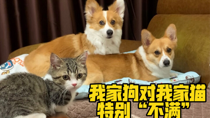 Xiao Bei: Bisa ganti nama untuk kucing nggak?