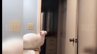 New Funny cat