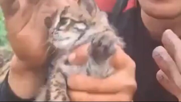 Pilu! Seekor Anak Kucing Kuwuk Selamat Dari Kobaran Api Karhutla di Kalimantan Tanpa Keluarganya