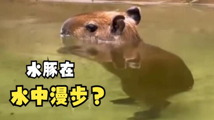 卡皮巴拉又玩新花样？