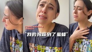 Bagaimana selebriti yang berbeda mengungkapkan "Anjing saya menginjak lebah"?