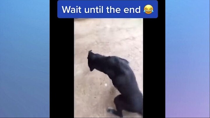 Những chiếc thú cưng khó tính #meme
